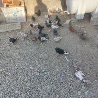 ۱۱۰ کفتر از همه رنگی دونی ۷۰ تا دونی ۱۵۰ تکی فرق|پرنده|مرودشت, نقش رستم|دیوار