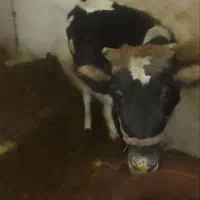 گاو|حیوانات مزرعه|کوهرنگ, |دیوار