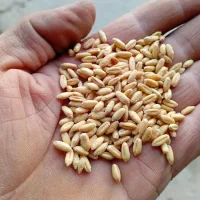 گندم ابی|خوردنی و آشامیدنی|سیلاخور, |دیوار