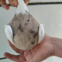 کبوتر اجری نسل