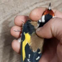 سهره رسمی نر ضمانتی|پرنده|مشهد, حسینآباد|دیوار