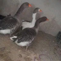 مرغ محلی|پرنده|دشتیاری, |دیوار