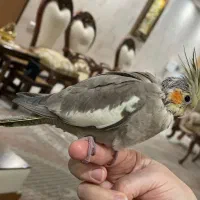 جوجه عروس هلندی ۳۵ روزه|پرنده|فردیس, منظریه|دیوار