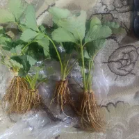 بوته توت فرنگی|گل و گیاه طبیعی|موچش, |دیوار