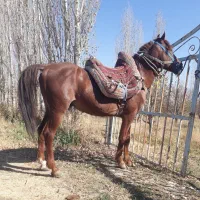 ضامن بار سواری