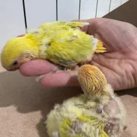 جوجه طوطی برزیلی سرلاکی
