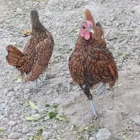 دو جفت مرغ و خروس بالغ مینیاتوری|پرنده|ری, فیروزآبادی|دیوار