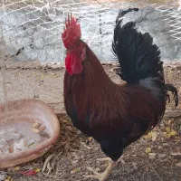 مرغ  بشرط عربی