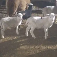 بره رومن و رومانوف|حیوانات مزرعه|لاهیجان, بازکیاگوراب|دیوار