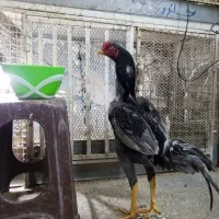 خروس .مرغ لاری