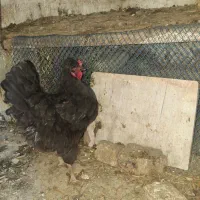 مرغ تاج دار