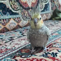 عروس هلندی. فامنین