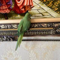 دو عدد ملنگو اهلی توپر وسالم|پرنده|تبریز, |دیوار