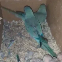 جفت راهب نر و ماده