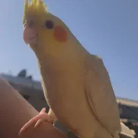 عروس هلندی گمشده