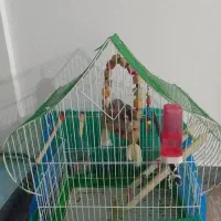 عروس هلندی