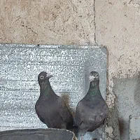 جفت پلاکی سرور شکلاتی و ماده لویی با یک موقلوف|پرنده|کازرون, |دیوار