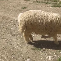 چهار راس بره درجه یک