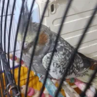 عروس هلندی ماده|پرنده|نهاوند, |دیوار