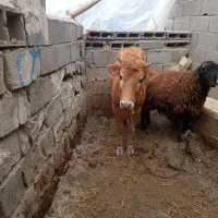 گوساله برای کشتار