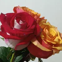 همکاری در سالن زیبایی زنانه بصورت درصدی