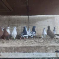 کبوتر همه باهم|پرنده|شوشتر, |دیوار