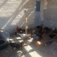 مرغ خروس جوجه|حیوانات مزرعه|زاهدان, |دیوار