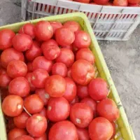 گوجه بادمجان آبیاری با آب چاه موتور