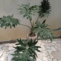 گل برگ انجیری و یوکا