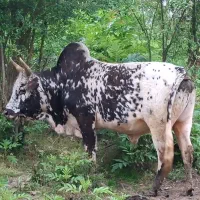 گاو نر ورزا