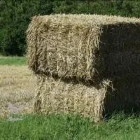 یونجه پرس