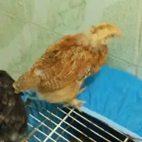 سلام 4 تا جوجه