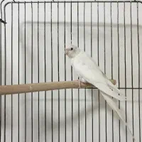 عروس آلبینو ماده آماده