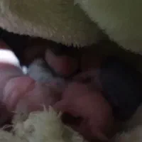 شش عدد بچه خرگوش یک روزه به همراه مادرشان|موش و خرگوش|بوشهر, |دیوار