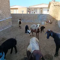 3راس گوسفند بره نر