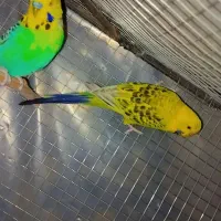 مرغ عشق انگلیسی رینبو اسپانگل خاص ضمانتی|پرنده|خاش, |دیوار