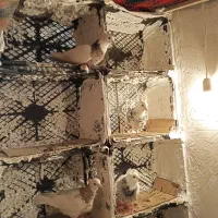 کبوتر طوقی|پرنده|مریوان, |دیوار