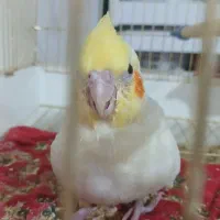 عروس هلندی|پرنده|شوشتر, |دیوار