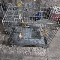سهره جوجه ۲سال