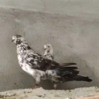 سوسکی