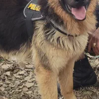 گمشده سگ ژرمن|سگ|یاسوج, |دیوار