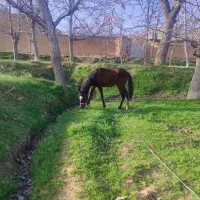 کره اسب نریان