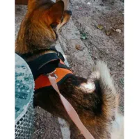 سگ اشپیز پامر روباهی|سگ|فسا, |دیوار