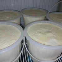 لبنیات محلی و طبیعی مستقیم از دامدار|خوردنی و آشامیدنی|اسلام‌شهر, شهرک مفیدی|دیوار