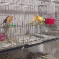 ۴عددقناری ۲۵۰۰مقطوع   آیهان|پرنده|خوی, |دیوار