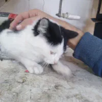 واگذاری رایگان|گربه|شیراز, شهرک مفتح|دیوار