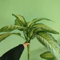 گل و گیاه آپارتمانی