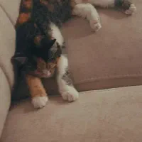 واگذاری گربه ماده|گربه|یزد, |دیوار