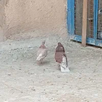 نر و ماده عالی همه چی تموم|پرنده|پاکدشت, حصار امیر|دیوار