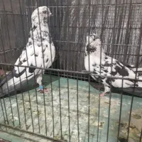 نر و ماده خال سیاه دهن جور